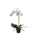 Phalaenopsis konstväxt vit 60 cm
