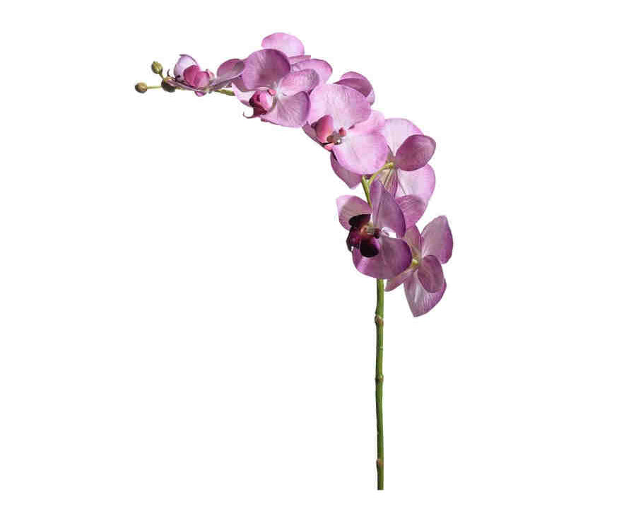 Phalaenopsis snittblomma lila