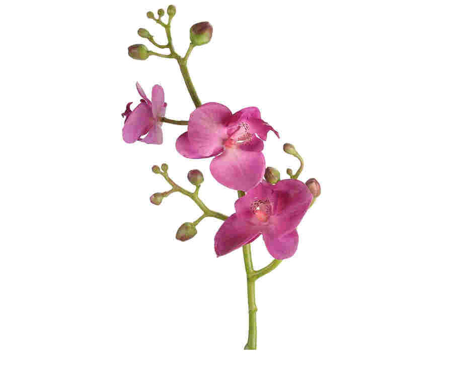 Phalaenopsis snittblomma lila