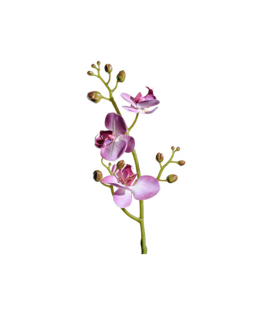 Phalaenopsis snittblomma lila