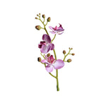 Phalaenopsis snittblomma lila