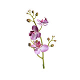 Phalaenopsis snittblomma lila