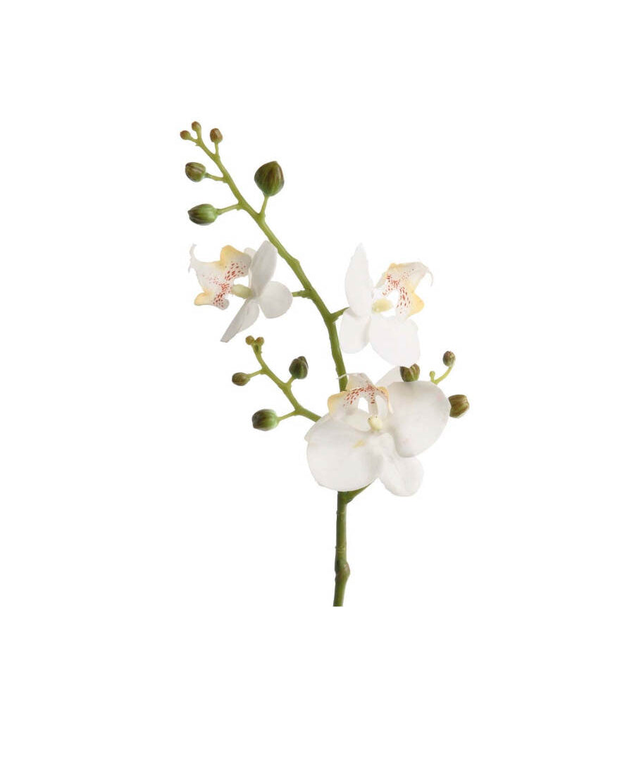 Phalaenopsis snittblomma vit