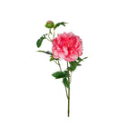 Pion snittblomma mörkrosa 65 cm