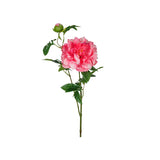 Pion snittblomma mörkrosa 65 cm
