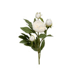 Pion snittblomma vit 65 cm