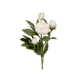 Pion snittblomma vit 65 cm