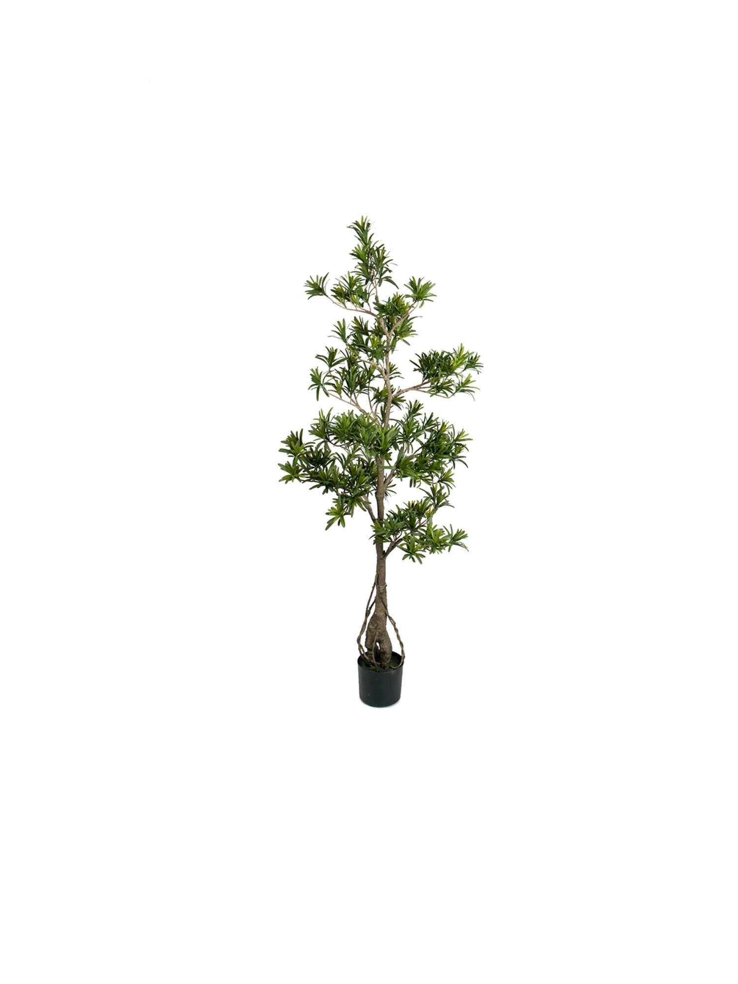 Podocarpus konstväxt grön