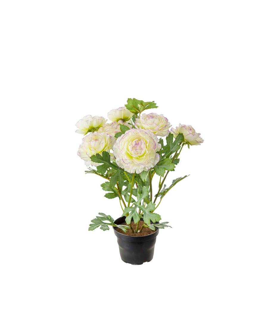 Ranuncel konstväxt vit/lila 30 cm