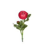 Ranuncel snittblomma cerise 50 cm