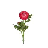 Ranuncel snittblomma cerise 50 cm