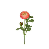 Ranuncel snittblomma rosa 50 cm
