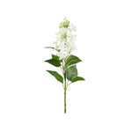 Syrén snittblomma vit
