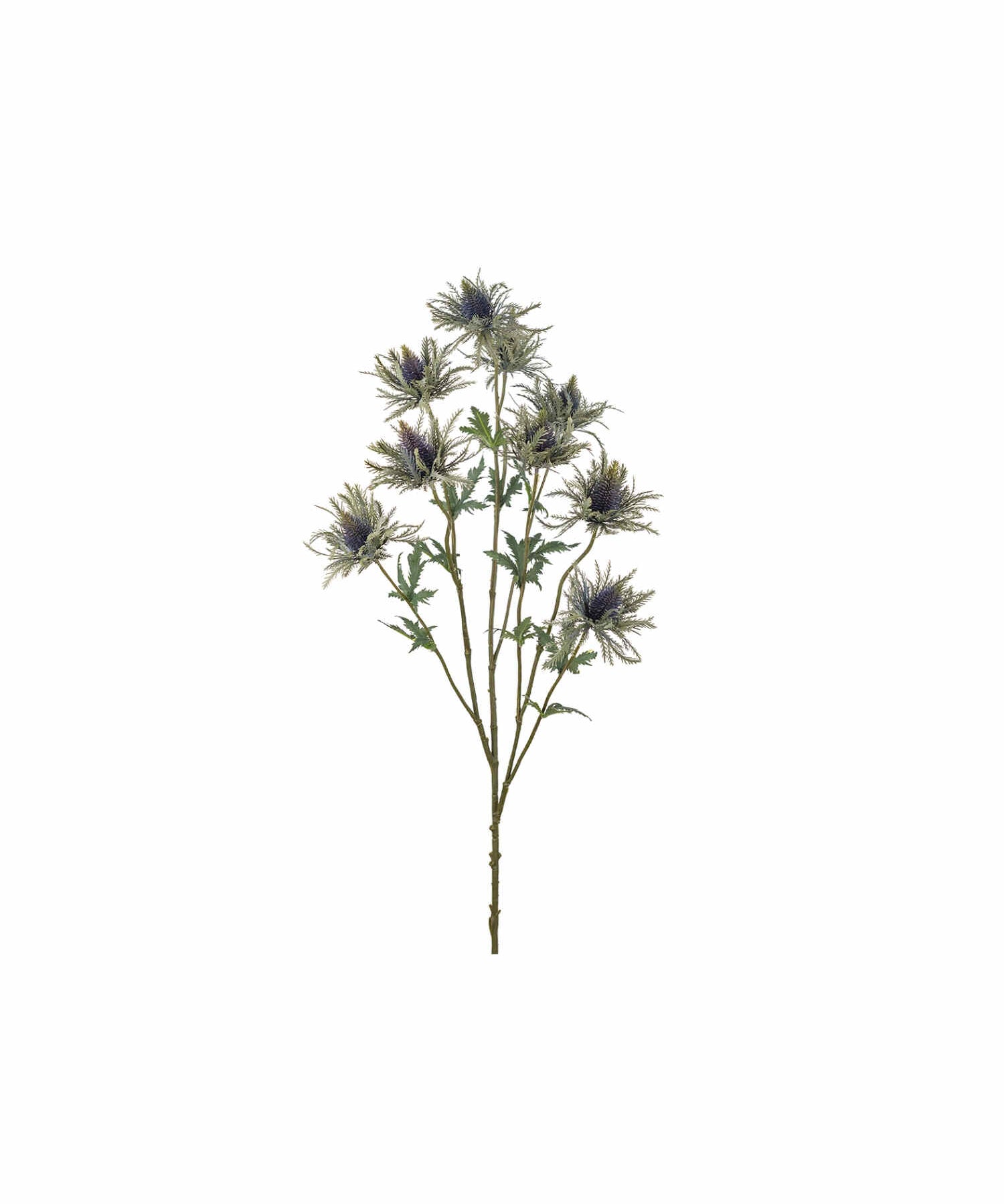 Tistel kvist blå