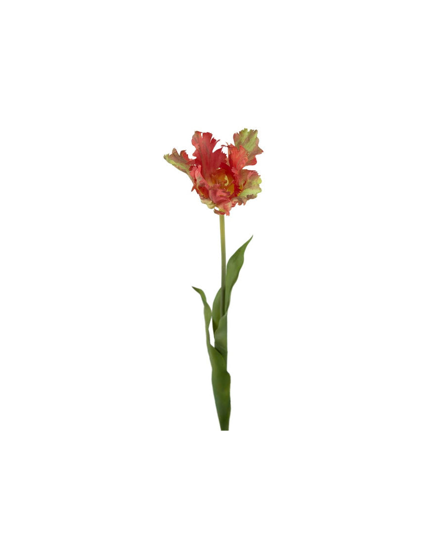 Tulpan snittblomma orange 70 cm