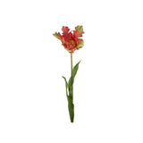 Tulpan snittblomma orange 70 cm