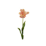 Tulpan snittblomma rosa 70 cm