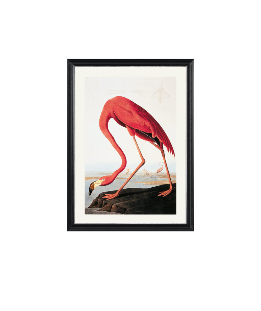 Exklusiv tavla American Flamingo