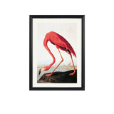 Exklusiv tavla American Flamingo