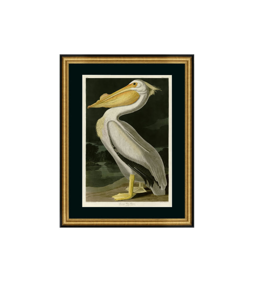 Exklusiv tavla American White Pelican