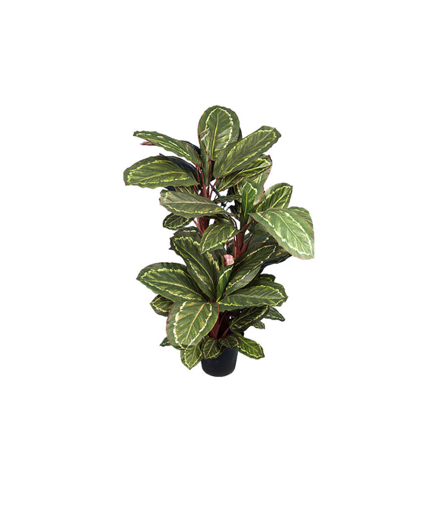 Maranta konstväxt grön