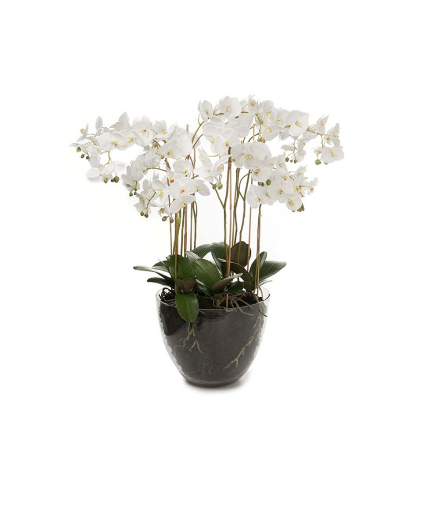 Phalaenopsis konstväxt vit L