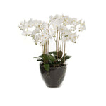 Phalaenopsis konstväxt vit L