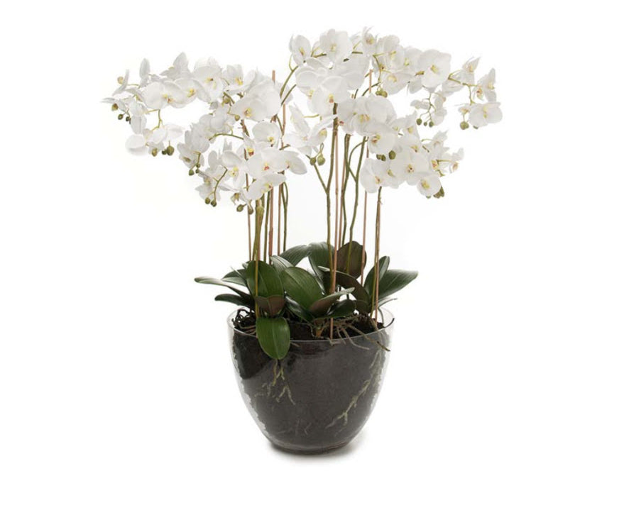 Phalaenopsis konstväxt vit L