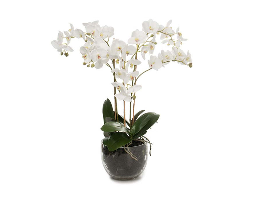 Phalaenopsis konstväxt vit M