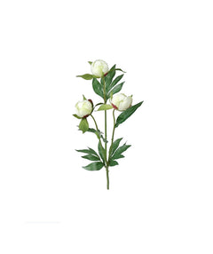 Pion snittblomma vit 45 cm